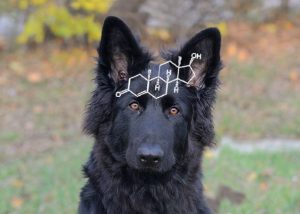 Hormone Hund