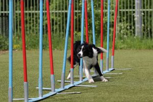 Hund Fitness Border Collie